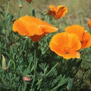 Meet your Posher, Olga